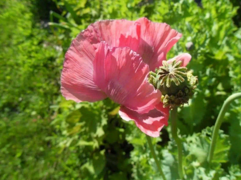 Hen and Chickens Poppy flowers Seeds (Papaver Somniferum ) Great Dried Arrangements - Caribbeangardenseed