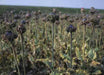 Hen and Chickens Poppy flowers Seeds (Papaver Somniferum ) Great Dried Arrangements - Caribbeangardenseed