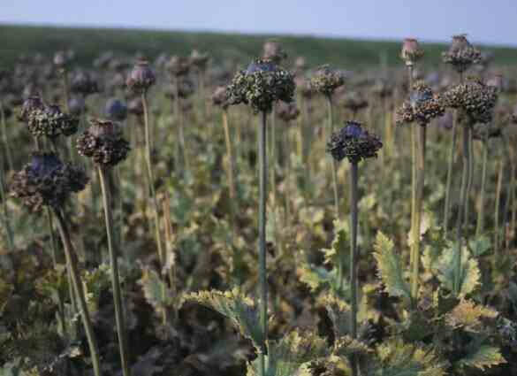 Hen and Chickens Poppy flowers Seeds (Papaver Somniferum ) Great Dried Arrangements - Caribbeangardenseed