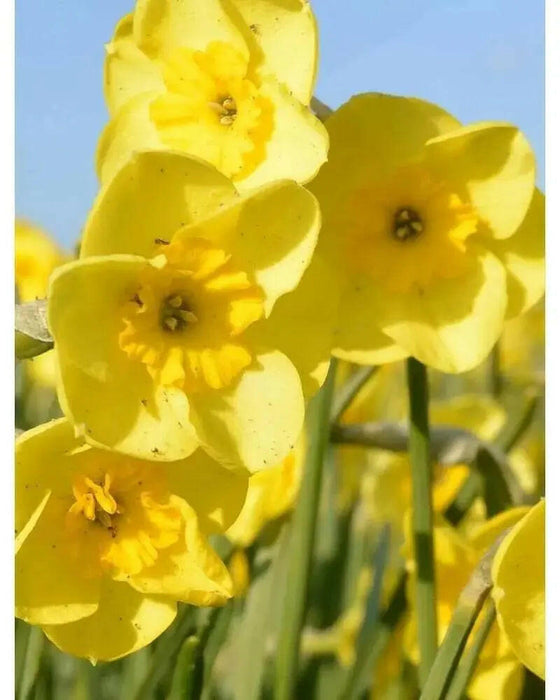 Narcissus Bulb- Mini Daffodil ,Sun Disc, perfect for rock gardens, - Caribbeangardenseed