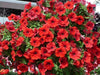 Petunia flowers seed, Fire Chief, Fragrant, Groundcover - Caribbeangardenseed