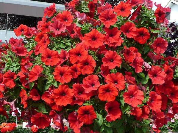 Petunia flowers seed, Fire Chief, Fragrant, Groundcover - Caribbeangardenseed