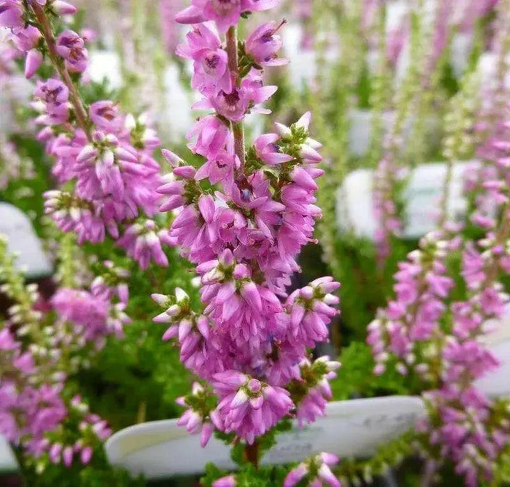 Scotch heather Flowers Seed,(Calluna Vulgaris) ground cover , Perennial shrub - Caribbeangardenseed
