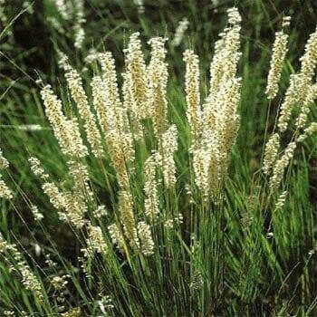 Silky Spike Melic (Melica ciliata) Ornamental Grass Seeds - Caribbeangardenseed