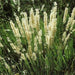 Silky Spike Melic (Melica ciliata) Ornamental Grass Seeds - Caribbeangardenseed