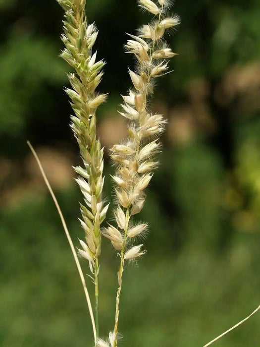 Silky Spike Melic (Melica ciliata) Ornamental Grass Seeds - Caribbeangardenseed