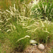 Silky Spike Melic (Melica ciliata) Ornamental Grass Seeds - Caribbeangardenseed