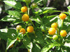 TEPIN AMARILLO, PEPPER SEEDS ,Capsicum annuum, SUPERHOT - Caribbeangardenseed