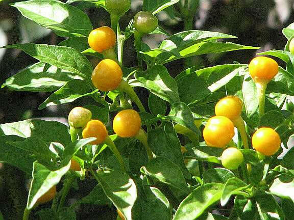 TEPIN AMARILLO, PEPPER SEEDS ,Capsicum annuum, SUPERHOT - Caribbeangardenseed