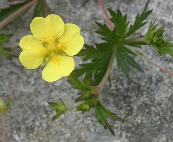 Tormentil (potentilla Erecta) Seeds- aka Bloodroot,Tormentil. Perennial Herb. - Caribbeangardenseed
