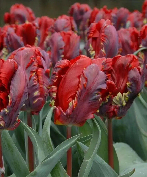 Tulip Parrot ‘Rococo’, FALL LANTING BULBS - Caribbeangardenseed