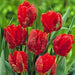 Tulip Parrot ‘Rococo’, FALL LANTING BULBS - Caribbeangardenseed