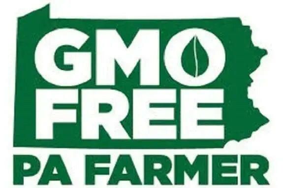 Turkish Orange Eggplant Seeds- Excellent for stuffing!! red-orange fruit. - Caribbeangardenseed