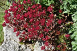 Voodoo Stonecrop Seeds,(Sedum Spurium) Succulent,Groundcover - Caribbeangardenseed