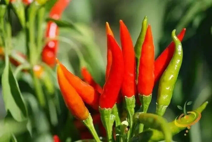 Yatsufusa-Chili Seeds ,(Capsicum annuum) Hot Specialty Pepper ,Asian Vegetable - Caribbeangardenseed