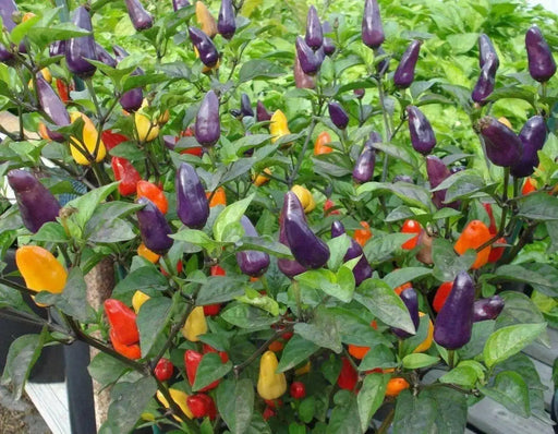Chinese FIVE COLOR PEPPER ornamental and edible, Aisian Vegetable - Caribbean garden seed