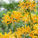 Lycoris aurea Bulbs ( Yellow Spider Lily,)Size Size 11/12 Rare - Caribbean garden seed