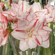 Amaryllis AMADEUS (BULBS) DOUBLE  FLOWERS,GREAT GIFT - Caribbean garden seed