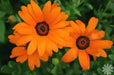 African Daisy Seeds - Orange - Caribbean garden seed