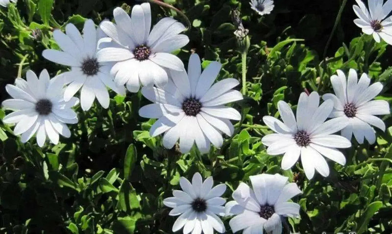 African Daisy Seeds - white ,annual flowers - Caribbean garden seed