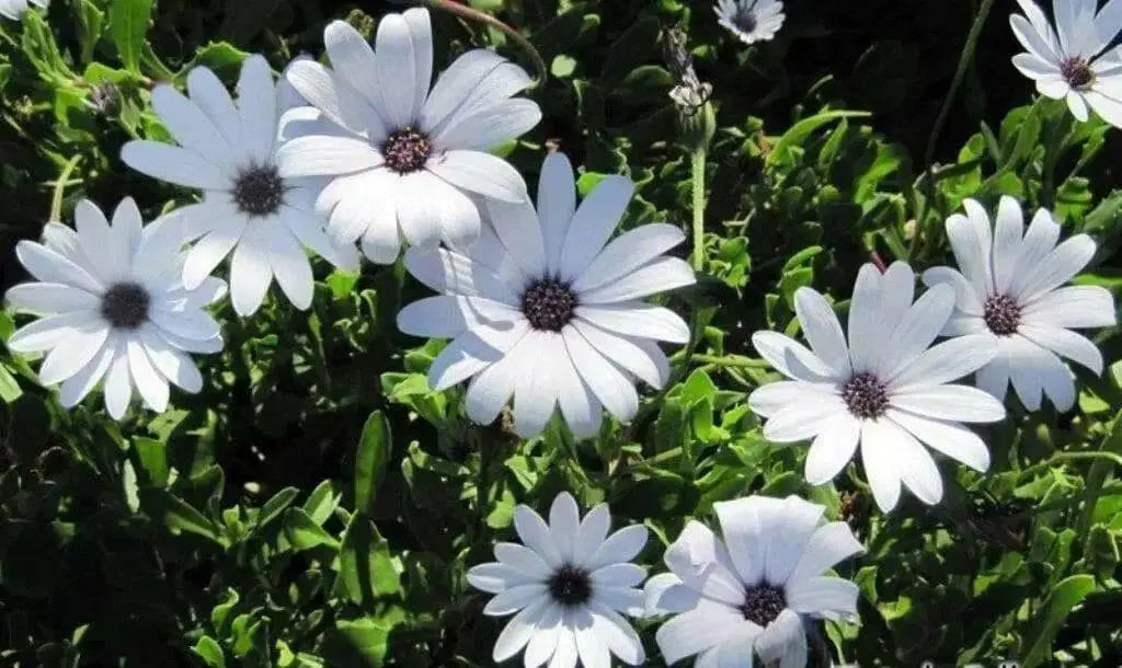 African Daisy Seeds - white ,annual flowers - Caribbean garden seed