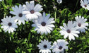 African Daisy Seeds - white ,annual flowers - Caribbean garden seed