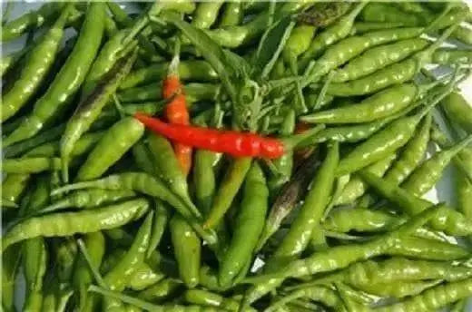 AFGHAN pepper seeds- hot Red Chilli,Capsicum Annuum - Caribbean garden seed