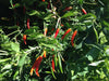 AFGHAN pepper seeds- hot Red Chilli,Capsicum Annuum - Caribbean garden seed