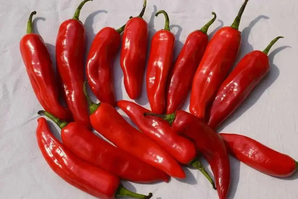 Achar Hot Pepper Seeds -Capsicum annuum - Caribbean garden seed