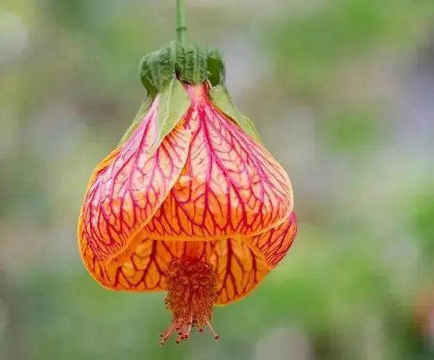 Abutilon 'CHINESE Lantern' LIVE STARTER PLANT, PERENNIAL SHRUB - Caribbean garden seed