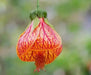 Abutilon 'CHINESE Lantern' LIVE STARTER PLANT, PERENNIAL SHRUB - Caribbean garden seed