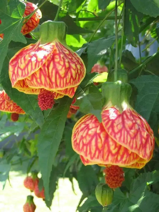 Abutilon 'CHINESE Lantern' LIVE STARTER PLANT, PERENNIAL SHRUB - Caribbean garden seed