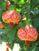 Abutilon 'CHINESE Lantern' LIVE STARTER PLANT, PERENNIAL SHRUB - Caribbean garden seed