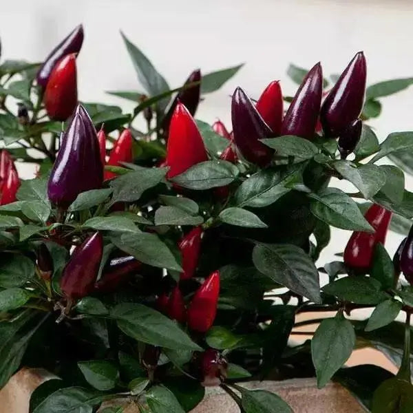 Acapulco Purple Ornamental Pepper (LIVE PLANT) - Caribbean garden seed