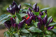 Acapulco Purple Ornamental Pepper (LIVE PLANT) - Caribbean garden seed