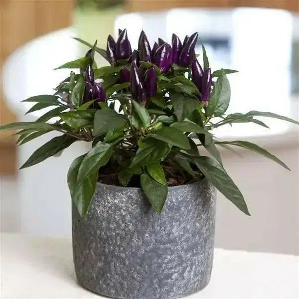 Acapulco Purple Ornamental Pepper (LIVE PLANT) - Caribbean garden seed
