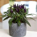Acapulco Purple Ornamental Pepper (LIVE PLANT) - Caribbean garden seed