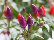 Acapulco Purple Ornamental Pepper (LIVE PLANT) - Caribbean garden seed