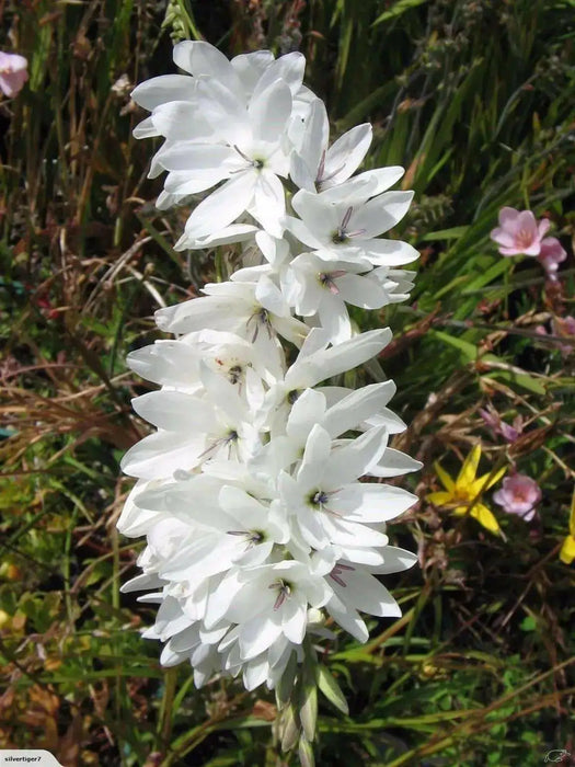 African Lily (Bulbs)  Ixia WHITE - Caribbean garden seed