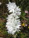 African Lily (Bulbs)  Ixia WHITE - Caribbean garden seed