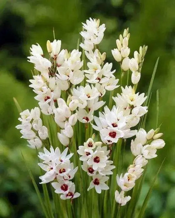 African Lily (Bulbs)  Ixia WHITE - Caribbean garden seed