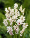 African Lily (Bulbs)  Ixia WHITE - Caribbean garden seed