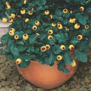 Acmella oleracea Seeds - Toothache Plant - Tropical Perennial- Native to Brazil - Caribbean garden seed