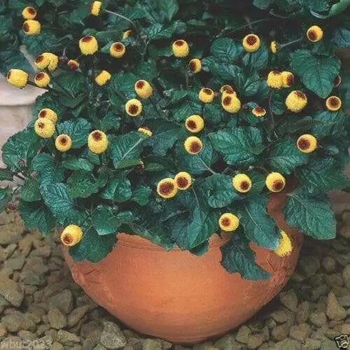 Acmella oleracea Seeds - Toothache Plant - Tropical Perennial- Native to Brazil - Caribbean garden seed