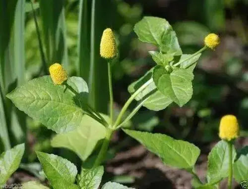 Acmella oleracea Seeds - Toothache Plant - Tropical Perennial- Native to Brazil - Caribbean garden seed