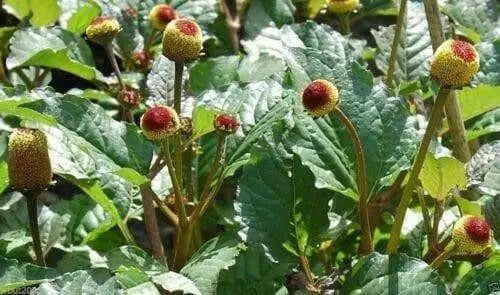 Acmella oleracea Seeds - Toothache Plant - Tropical Perennial- Native to Brazil - Caribbean garden seed