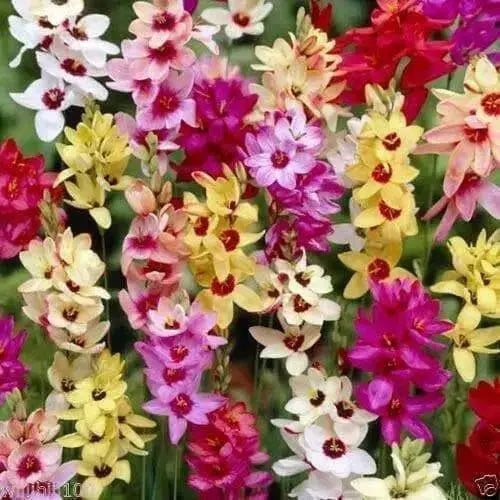 African Lily ( Bulbs,) Ixia Mixed ,ANNUAL FLOWERS.