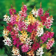 African Lily ( Bulbs,) Ixia Mixed ,ANNUAL FLOWERS.