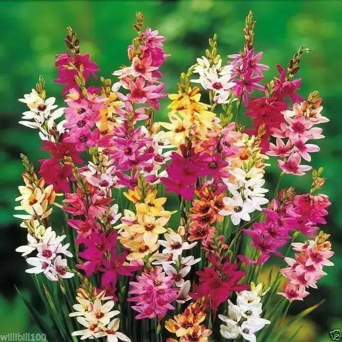 African Lily ( Bulbs,) Ixia Mixed ,ANNUAL FLOWERS.