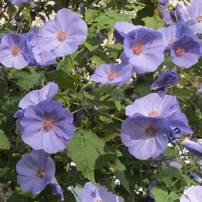 Abutilon Seeds - Indian Mallow, Flowering Maple, continually Perennial - Caribbean garden seed
